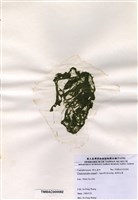 藏品(粗硬毛藻)的圖片